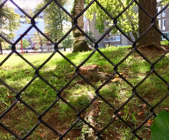 Roosevelt Island Tree Devastation Tree stump left behind in Capobianco Park